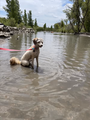 Cherry Creek State Park Dog Off-Leash Area (DOLA) photo 1